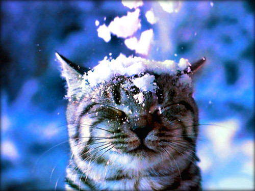  ★ Winter Katzen ☆