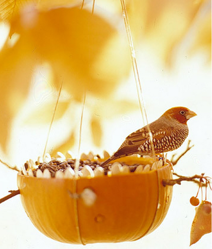  Autumn birds ~ ♥