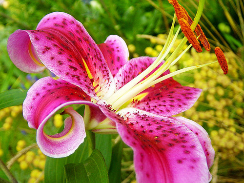  Lily Washington hoa