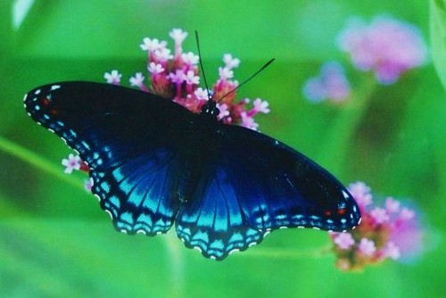  Beautiful Blue papillons