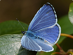  Beautiful Blue तितलियों