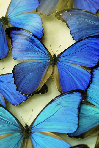 Beautiful Blue Butterflies
