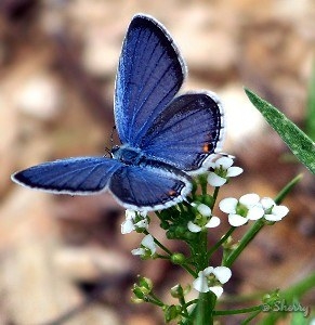  Beautiful Blue 나비