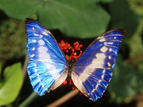  Beautiful Blue Schmetterlinge