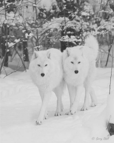 Beautiful White Wolves