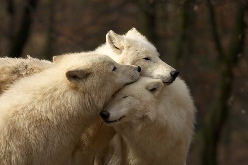  Beautiful White Người sói