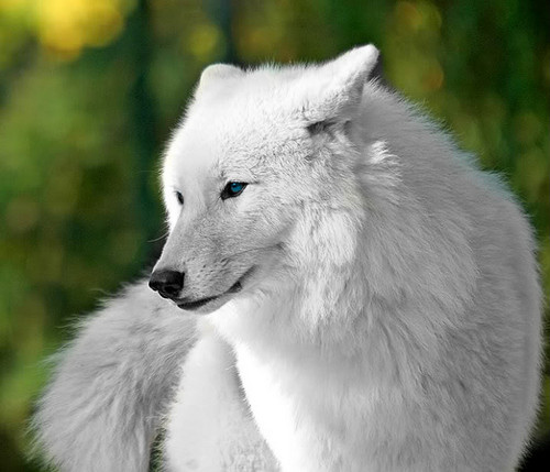  Beautiful White भेड़िया