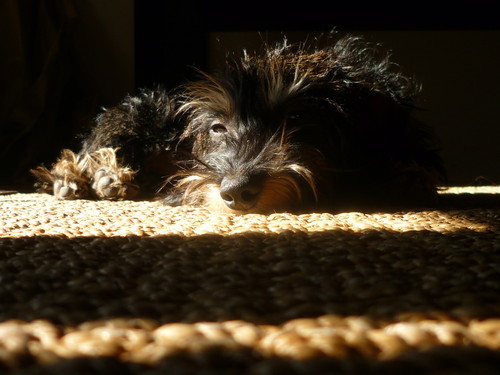 sunny nap bởi k-ly
