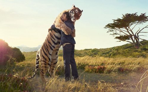  Get a hug from a tiger