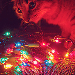  Kitty/Lights