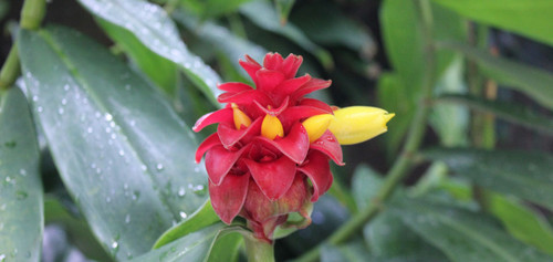  beautiful biedronka flor
