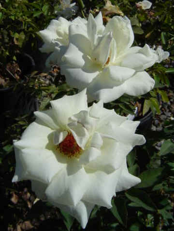 beautiful biedronka flower