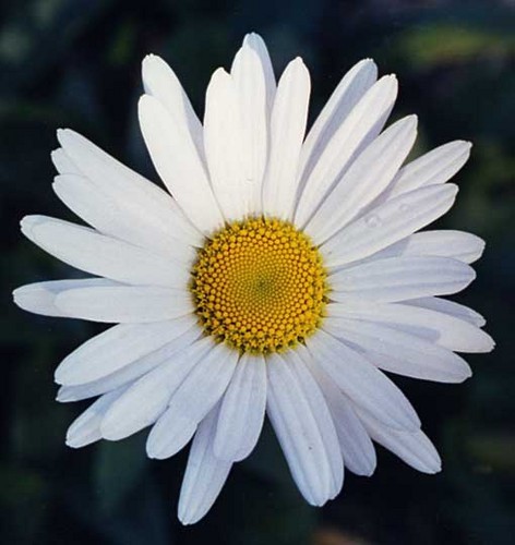  beautiful biedronka flor