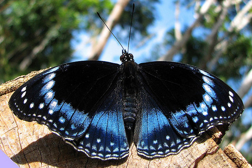 beautiful-butterfly