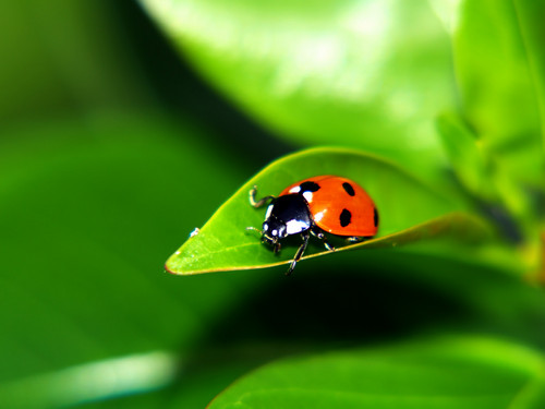  beautiful ladybugs