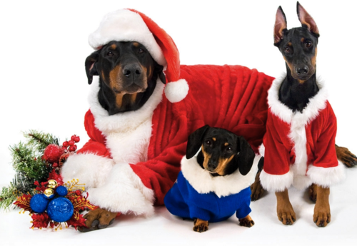  ★ Pets Amore Natale too ☆