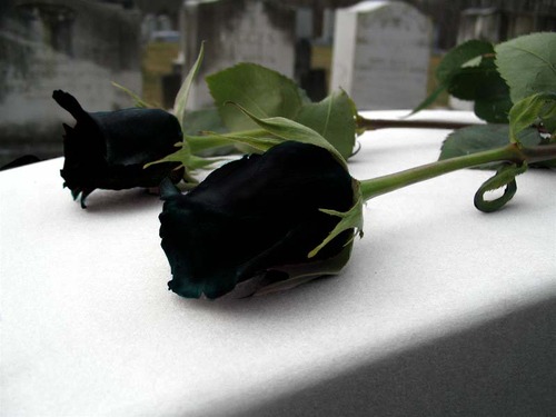  Black rosas