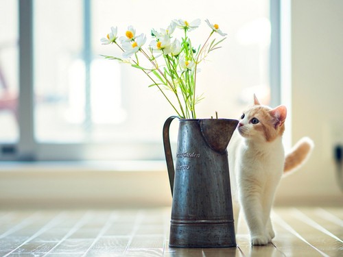  Cat for Lily দেওয়ালপত্র