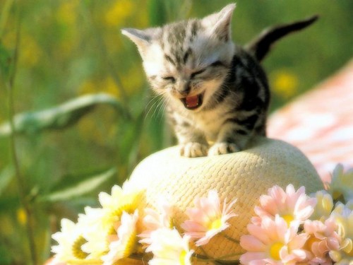  Cat for Lily Hintergrund