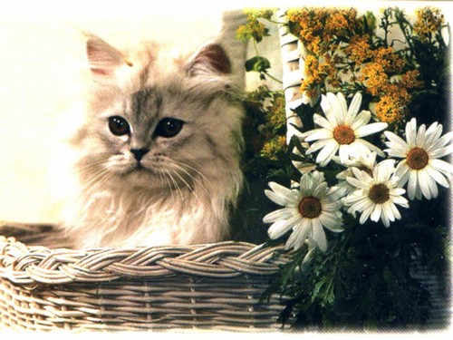  Cat for Lily দেওয়ালপত্র