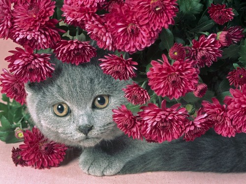  Cat for Lily Hintergrund