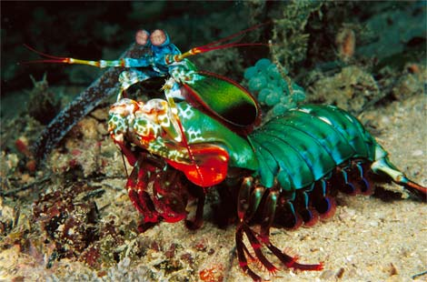  Mantis shrimp, kamba