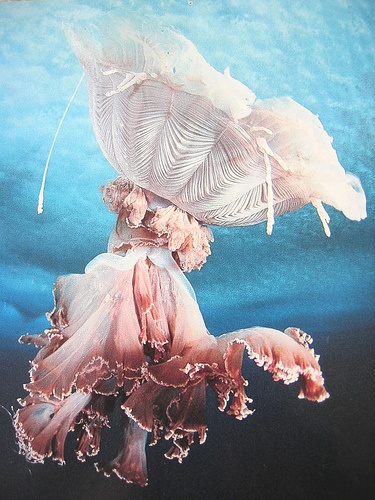  Norbert Wu, Gossamer Jellyfish