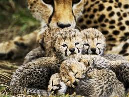  cute cheetah gatinhos
