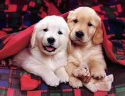  cute puppies!