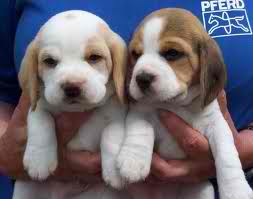 cute puppies!