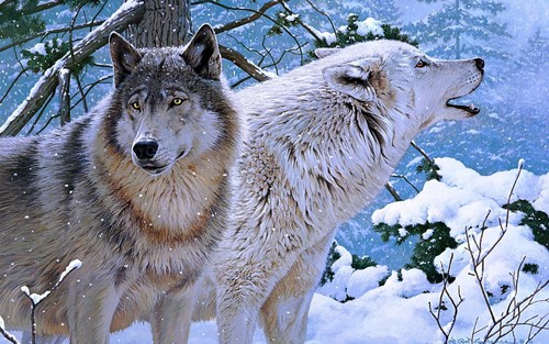 狼, オオカミ