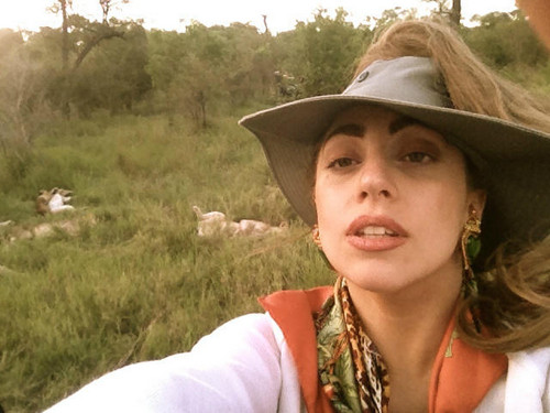  Gaga Safari Pictures