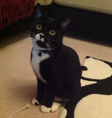  Josh's Adorable Cat Oreo "Perfect In Every Way" :) 100% Real ♥