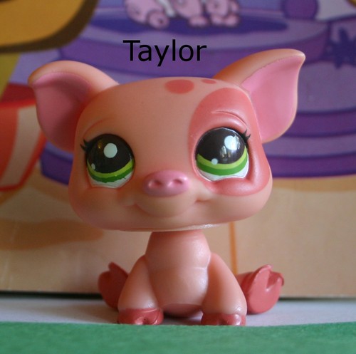  Some of my Littlest Pet Shops