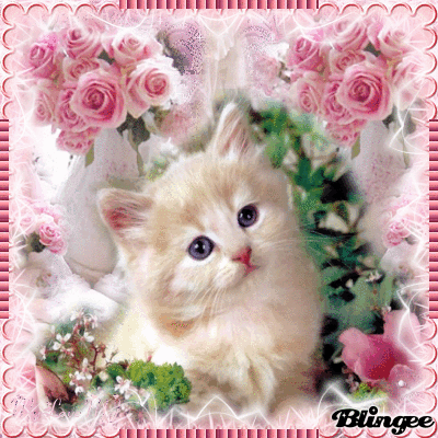 Cute Kitten Wallpaper - Kittens Wallpaper (16094679) - Fanpop