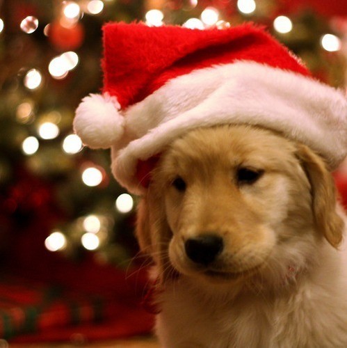 ★Dogs love Christmas too☆ 