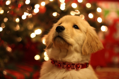  ★Dogs l’amour Christmas too☆