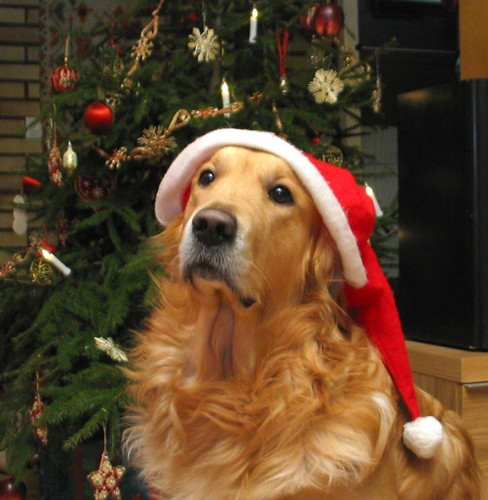 ★Dogs love Christmas too☆ 