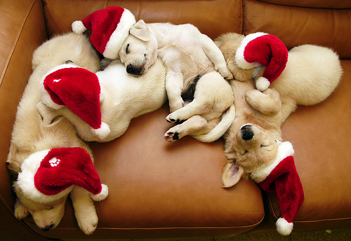  ★Dogs love Christmas too☆