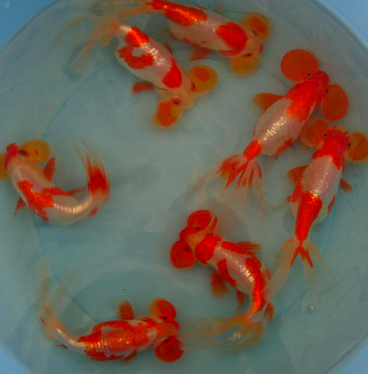  7 bubble eye goldfish! :)