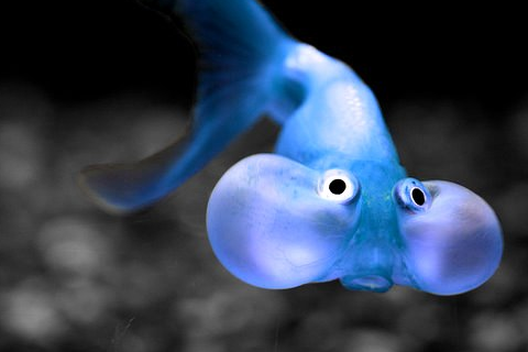  Blue Bubble eye goldfish