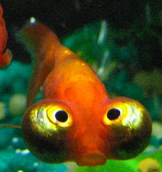  Bubble eye goldfish