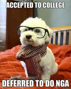  Hipster puppy