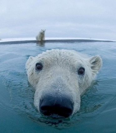  Polar menanggung, bear