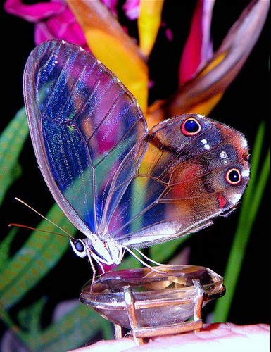  Clearwing бабочка