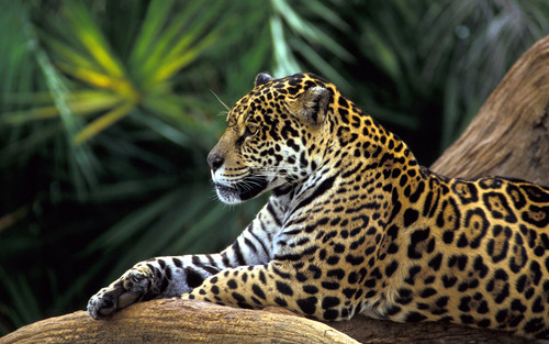  Jaguar kertas dinding