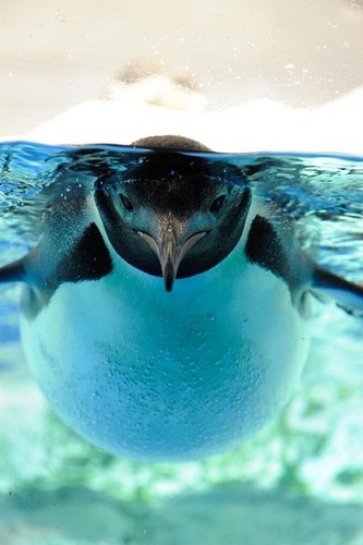 Penguin 