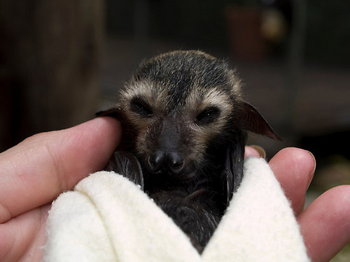  baby bat