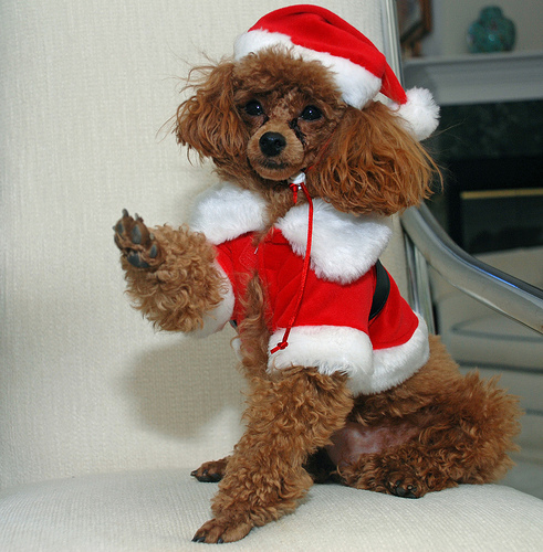 cute christmas poodle