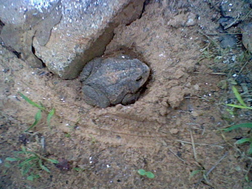  the toad my dog tryed to eat:)